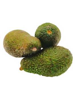 Hass avocado kal. 24...