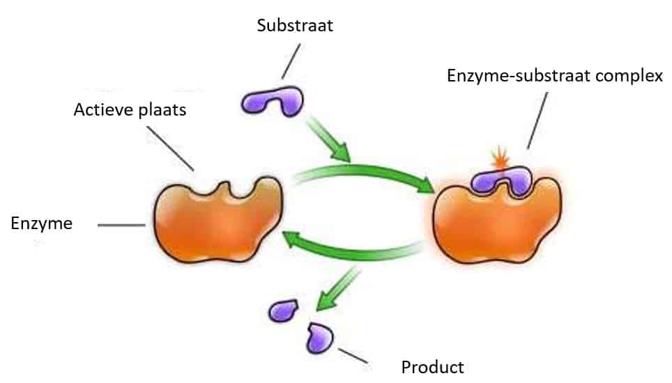 Voordelen van Enzymen