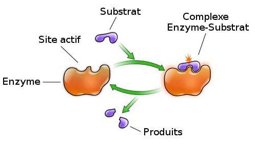 Fonctionnements des enzymes